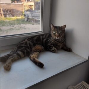 Pépito