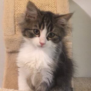 RINGO