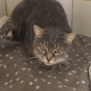 MINETTE