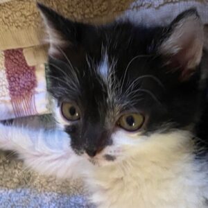 REGLISSE