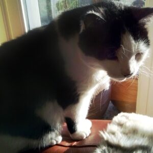 Minou