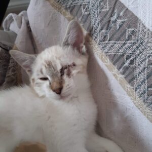MIA