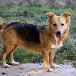 Chien Refuge de Jouvence