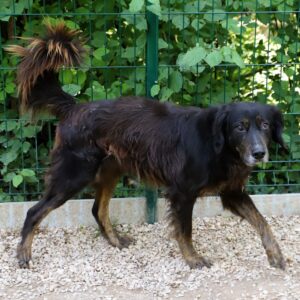 Chien Refuge de Jouvence SPA Messigny