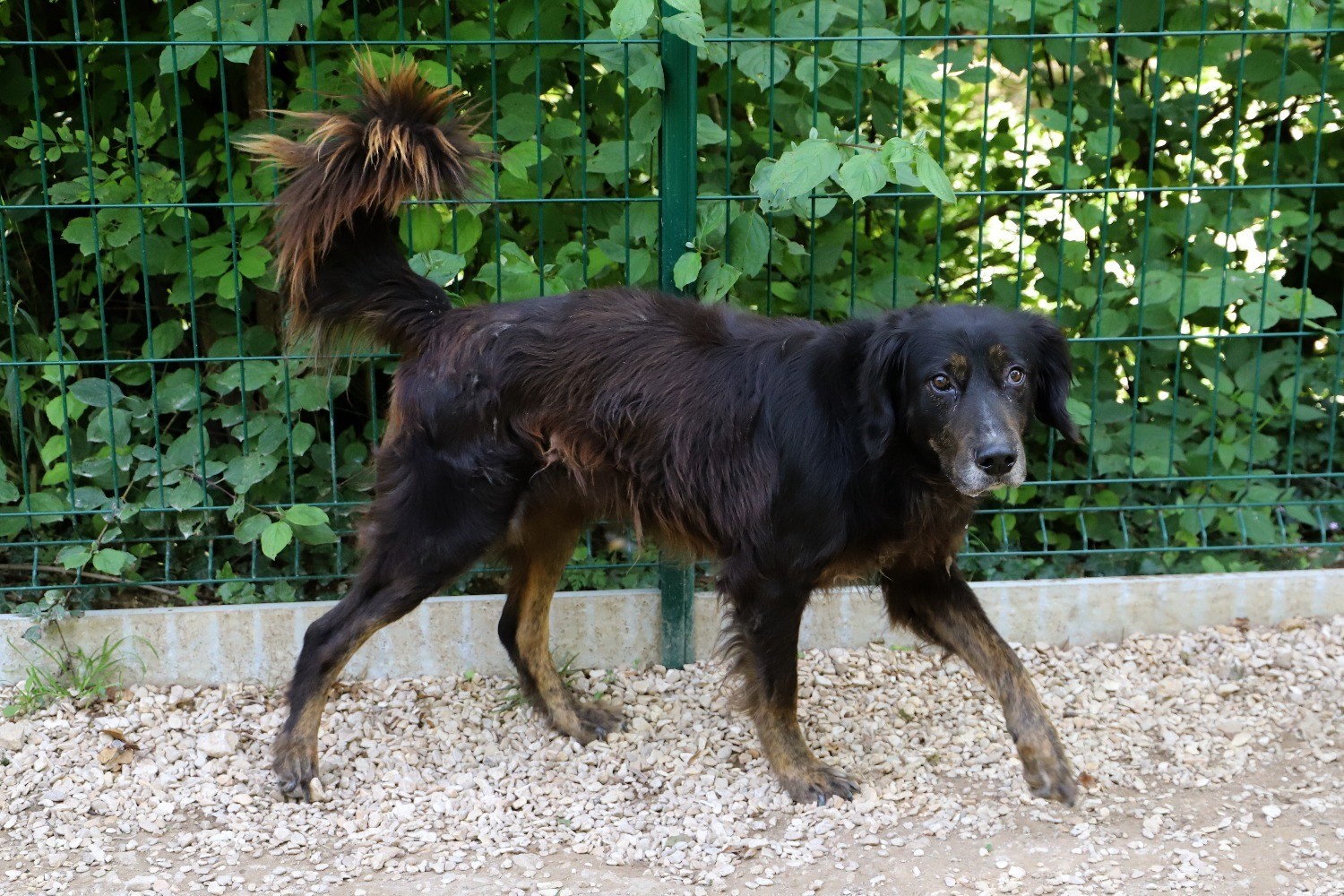 Chien Refuge de Jouvence SPA Messigny