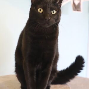 SACHA