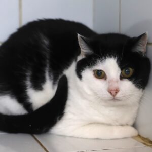 MINETTE