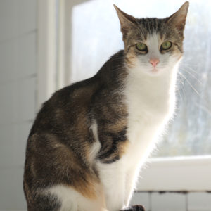 CLOCHETTE