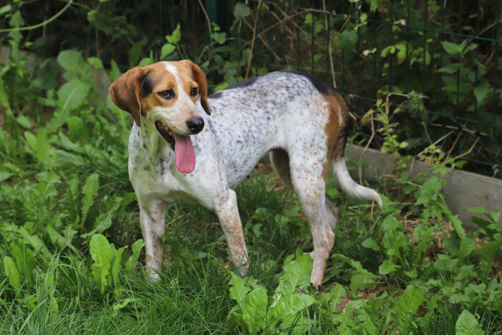 AGATHE - x beagle 2 ans  - Refuge de Jouvence à Messigny (21) IMG_9900-scaled