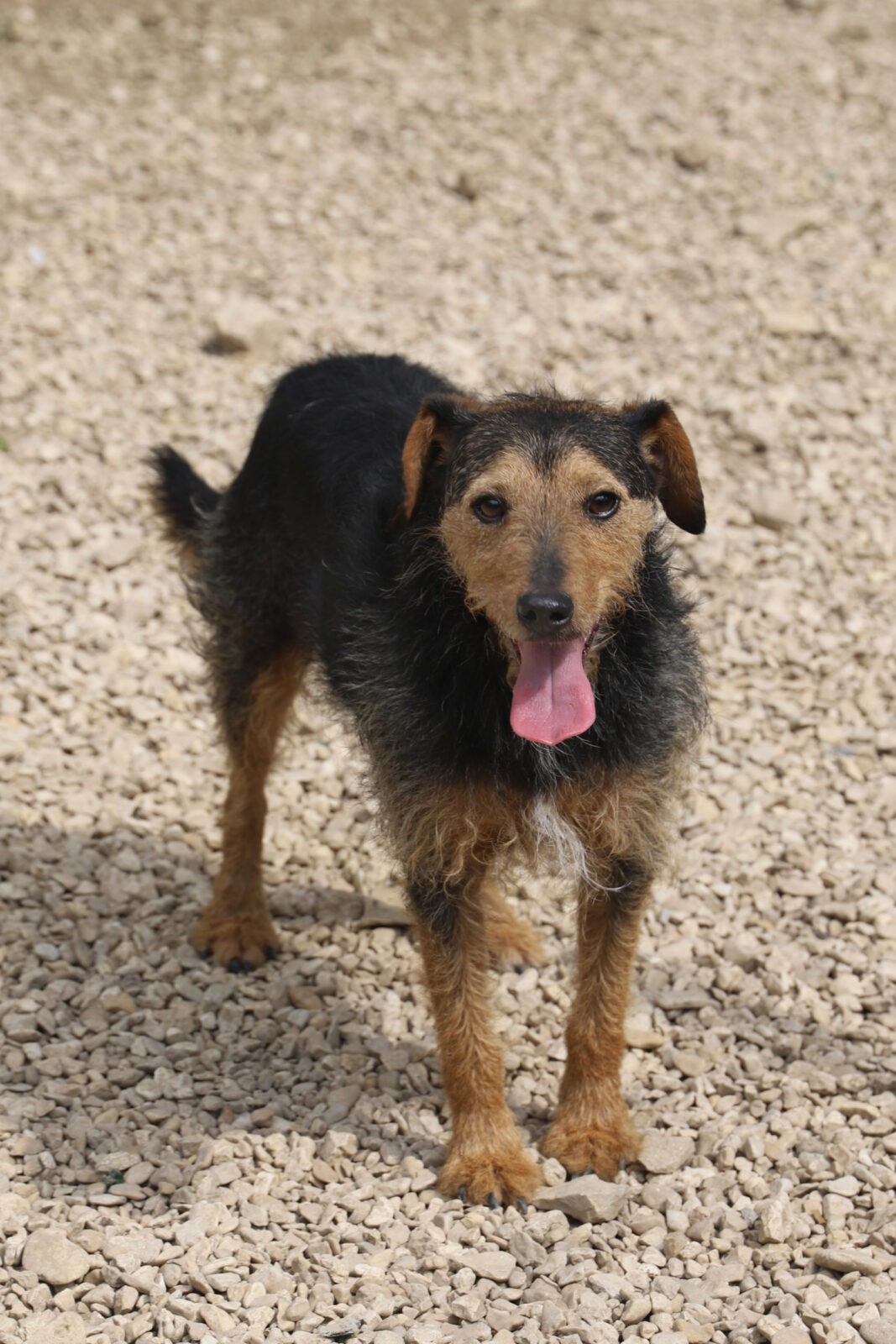 ARSENE - x jagd terrier 7 ans   (5 ans de refuge) - Refuge de Jouvence à Messigny (21) IMG_0069-scaled