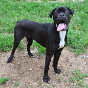 ROKO