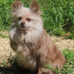 LILOU