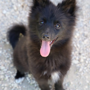 SANKA