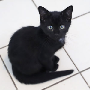 SIMBA