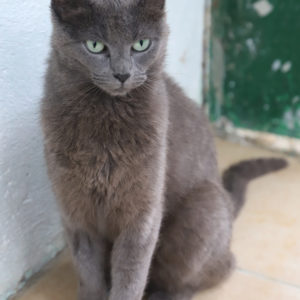CHATOUNE