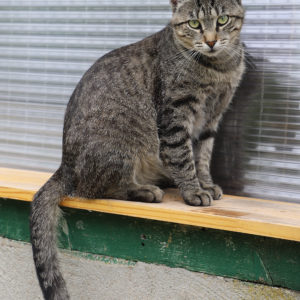 TIGROU