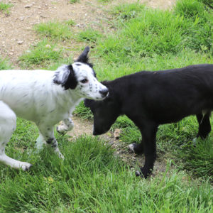 SISKA et SNOOPY
