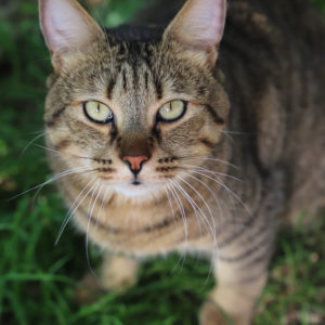 TITIGROU