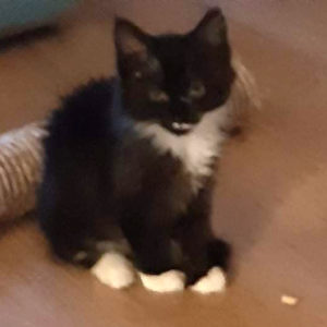 SALEM