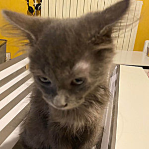SURICAT