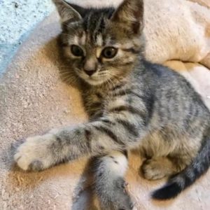 SURI