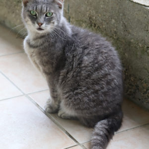 MACHA