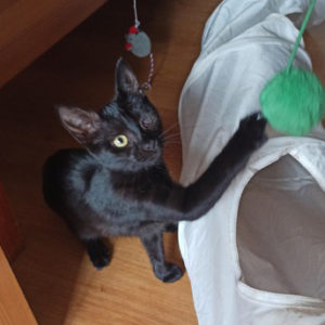 MOKKA