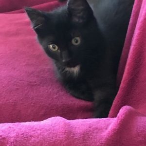 REGLISSE