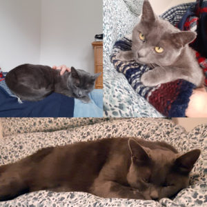 Zelda (ex Marquise)