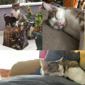 Pépite et Opaline (ex DYPSY et WINKY)