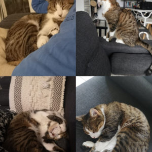 Phoenix (ex Felix)