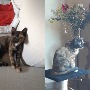 Maya (ex Pickwick)