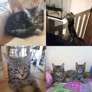 Pumba et Simba (ex DOUDOU et SPARROW)