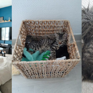 Tigrou (ex Raoul)