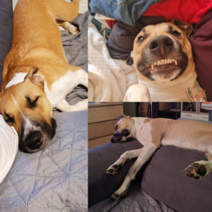 Pumba
