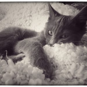 SCAT CAT