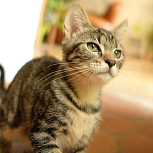 TOM