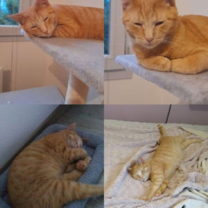 Harry (ex Pad Thaï)