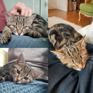 Nikita (ex Charly)