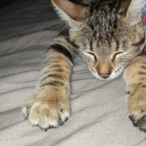 TOM TOM