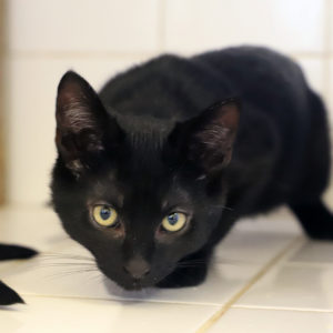 SALEM
