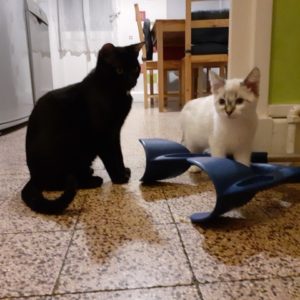 Nino et Pensée