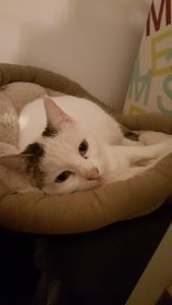 Ollie (ex Bibiche)