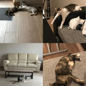 Reine et Dino