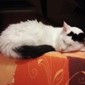 Chalsifi