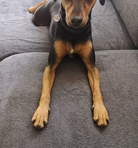 Chester