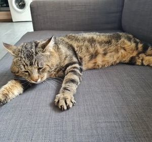 Pokora