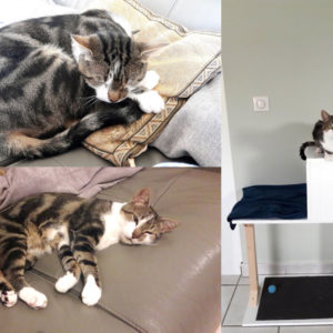 Frimousse (ex Celmar)