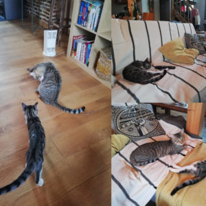 Kawai et Pépito (ex Hawai et Piment)