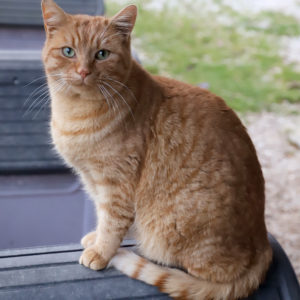 KOMBOUT'CHAT